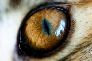 Мисливець або жертва: вчені навчилися визначати хижаків у вигляді учня Мисливець або жертва: вчені навчилися визначати хижаків у вигляді учня